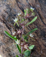 Aspidoglossum heterophyllum