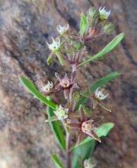 Aspidoglossum heterophyllum