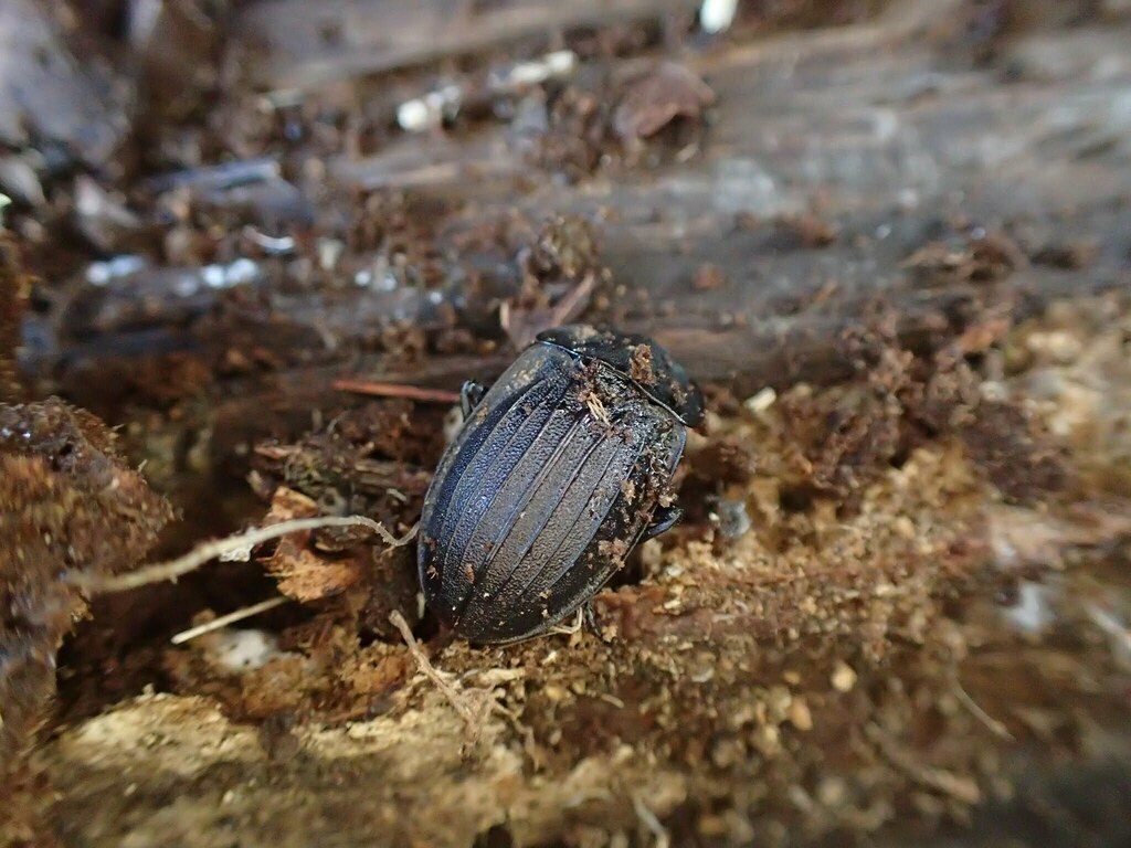 Silpha longicornis