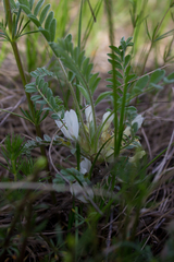 Astragalus testiculatus