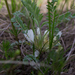 Astragalus testiculatus - Photo (c) Александр Скачко, some rights reserved (CC BY-NC), uploaded by Александр Скачко