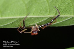 Viciria pavesii