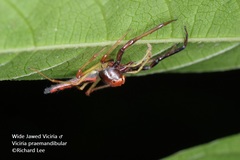 Viciria pavesii
