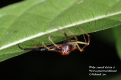 Viciria pavesii