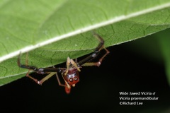 Viciria pavesii