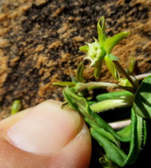 Aspidoglossum heterophyllum