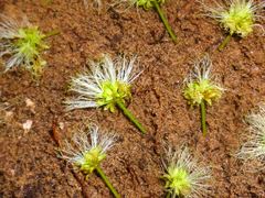 Cedrelinga cateniformis