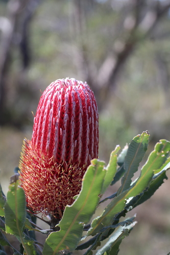 Banksia menziesii (Banksia menziesii)