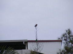 Dendrocitta formosae formosae