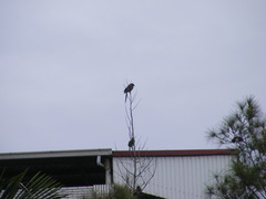 Dendrocitta formosae formosae