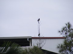 Dendrocitta formosae formosae