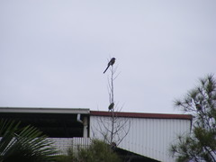 Dendrocitta formosae formosae