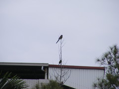 Dendrocitta formosae formosae