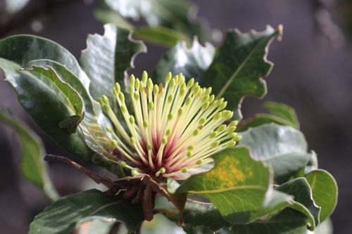 Image of Banksia ilicifolia by (c) Em Lamond, some rights reserved (CC BY)