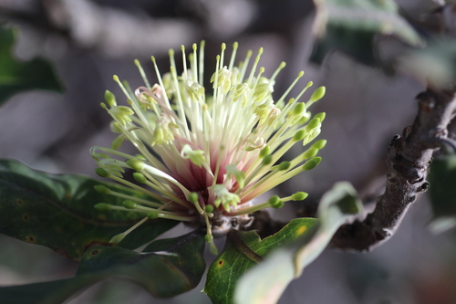 Image of Banksia ilicifolia by (c) Em Lamond, some rights reserved (CC BY)