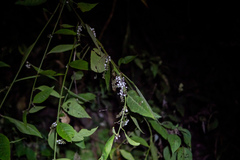 Deeringia polysperma