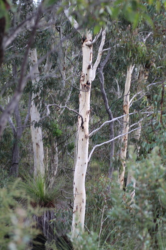 Image of Eucalyptus laeliae by (c) Em Lamond, some rights reserved (CC BY)