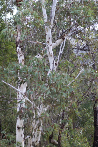 Image of Eucalyptus laeliae by (c) Em Lamond, some rights reserved (CC BY)