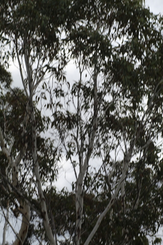 Image of Eucalyptus laeliae by (c) Em Lamond, some rights reserved (CC BY)