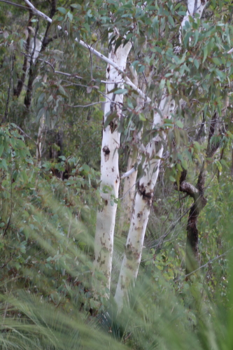 Image of Eucalyptus laeliae by (c) Em Lamond, some rights reserved (CC BY)