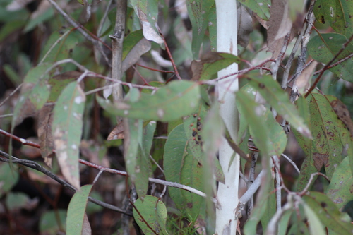 Image of Eucalyptus laeliae by (c) Em Lamond, some rights reserved (CC BY)