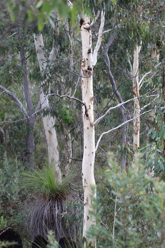 Image of Eucalyptus laeliae by (c) Em Lamond, some rights reserved (CC BY)