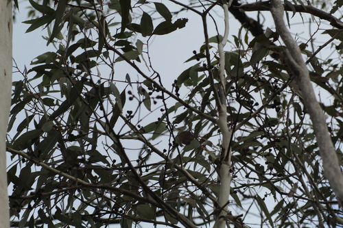 Image of Eucalyptus laeliae by (c) Em Lamond, some rights reserved (CC BY)
