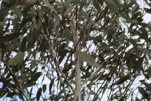 Image of Eucalyptus laeliae by (c) Em Lamond, some rights reserved (CC BY)