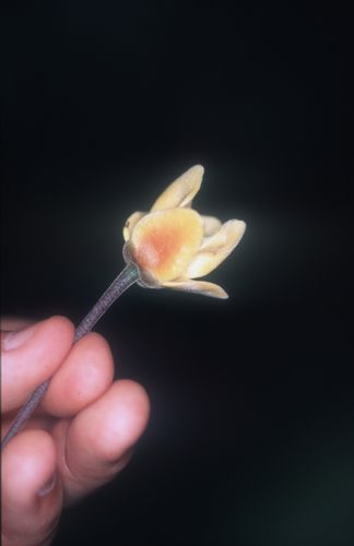 Cremastosperma bullatum (Cremastosperma bullatum)