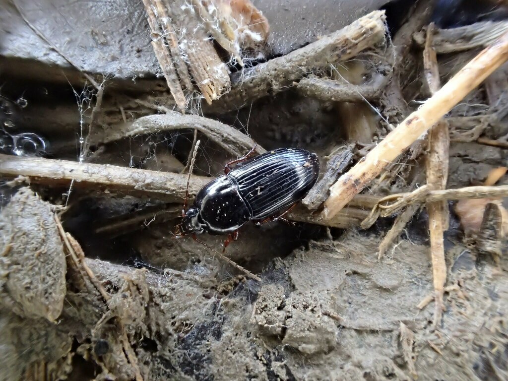 平地の湿地でみられるナガゴミムシ15種を同定しよう【Pterostichini族