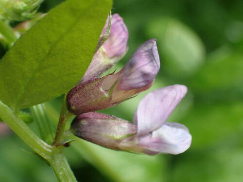 Vicia sepium iNat (1)