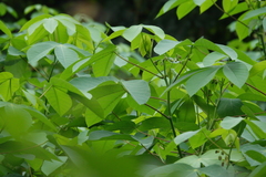 Manihot carthagenensis