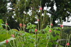 Stachytarpheta mutabilis
