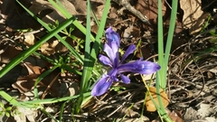 Iris macrosiphon