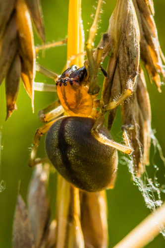 Two-Clawed Hunting Spider