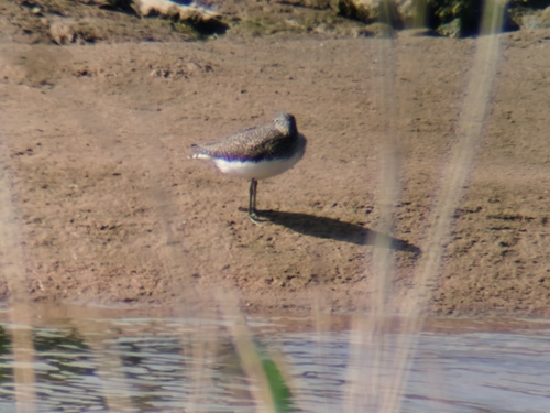 Green Sandpiper