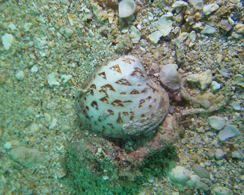 Lioconcha hieroglyphica observed 2023-07-04