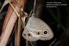 Ypthima pandocus corticaria