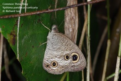 Ypthima pandocus corticaria