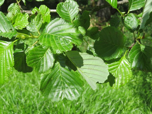 Alnus fauriei iNat (1)