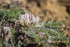 Astragalus testiculatus