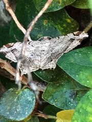 Chiasmia translineata