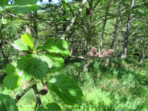 Alnus fauriei, photograph 2
