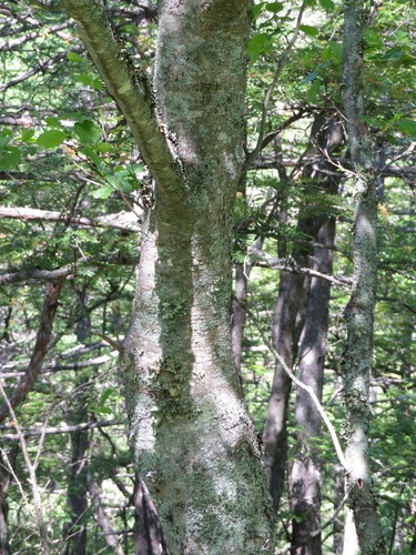 Alnus fauriei