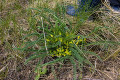 Astragalus buchtormensis