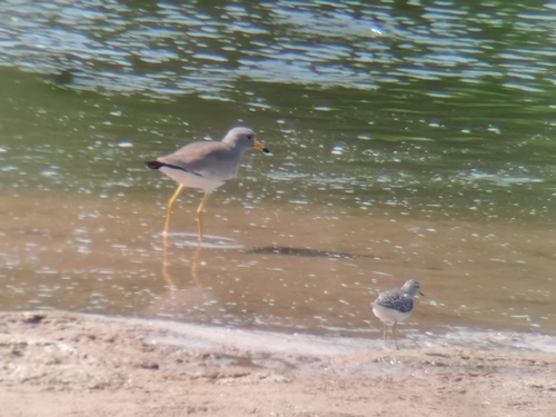 Grey-headed Lapwing