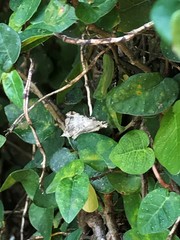 Chiasmia translineata