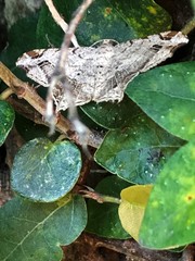 Chiasmia translineata