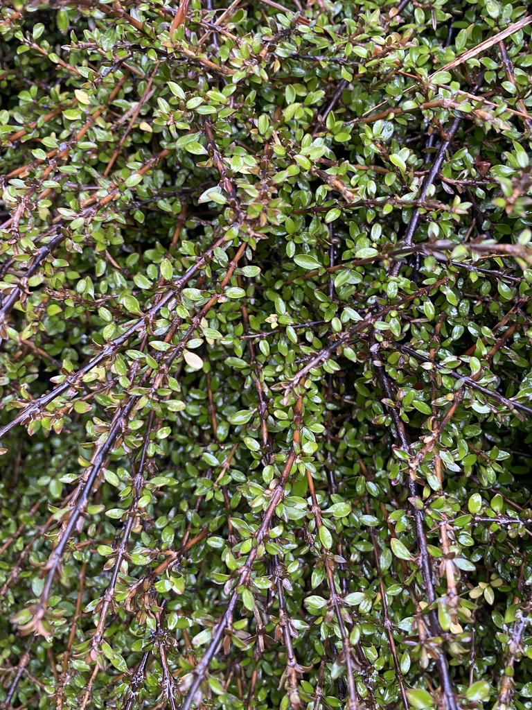 Coprosma depressa