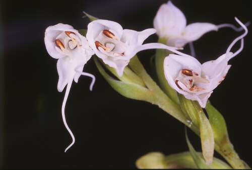 Habenaria siamensis